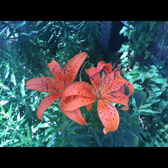 Meet your Posher, Amy - Picture 3 of 5